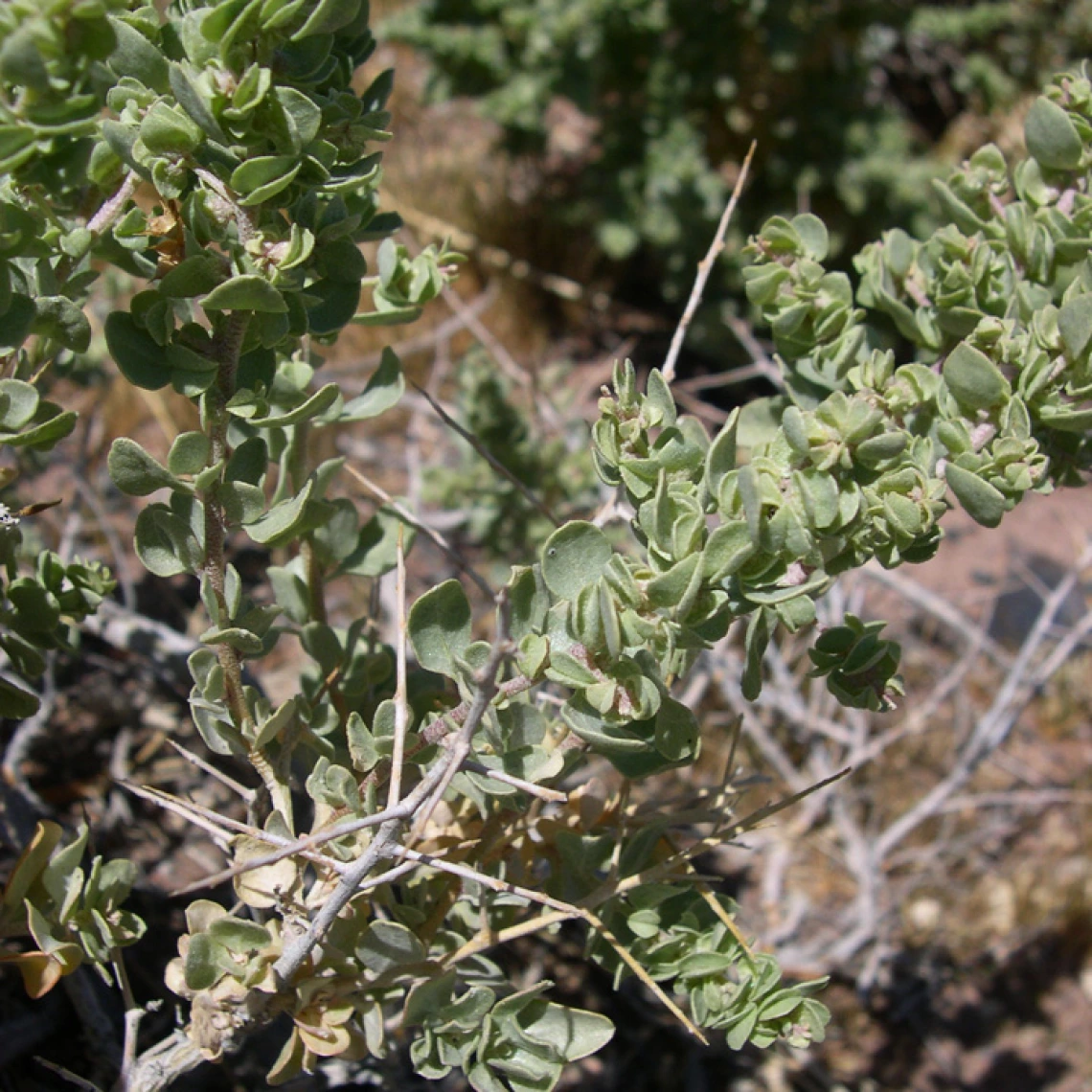  Atriplex confertifolia close up 