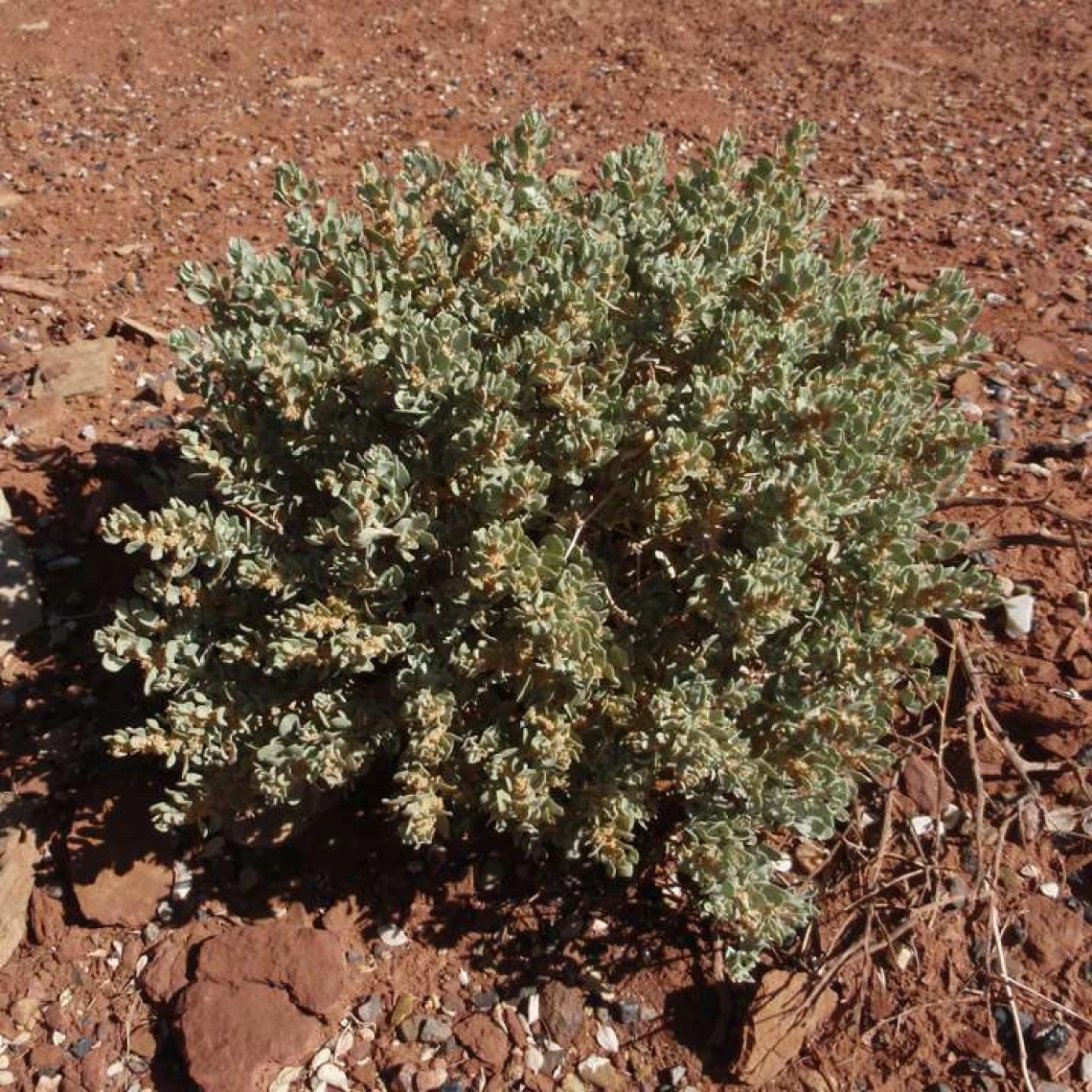  Atriplex confertifolia