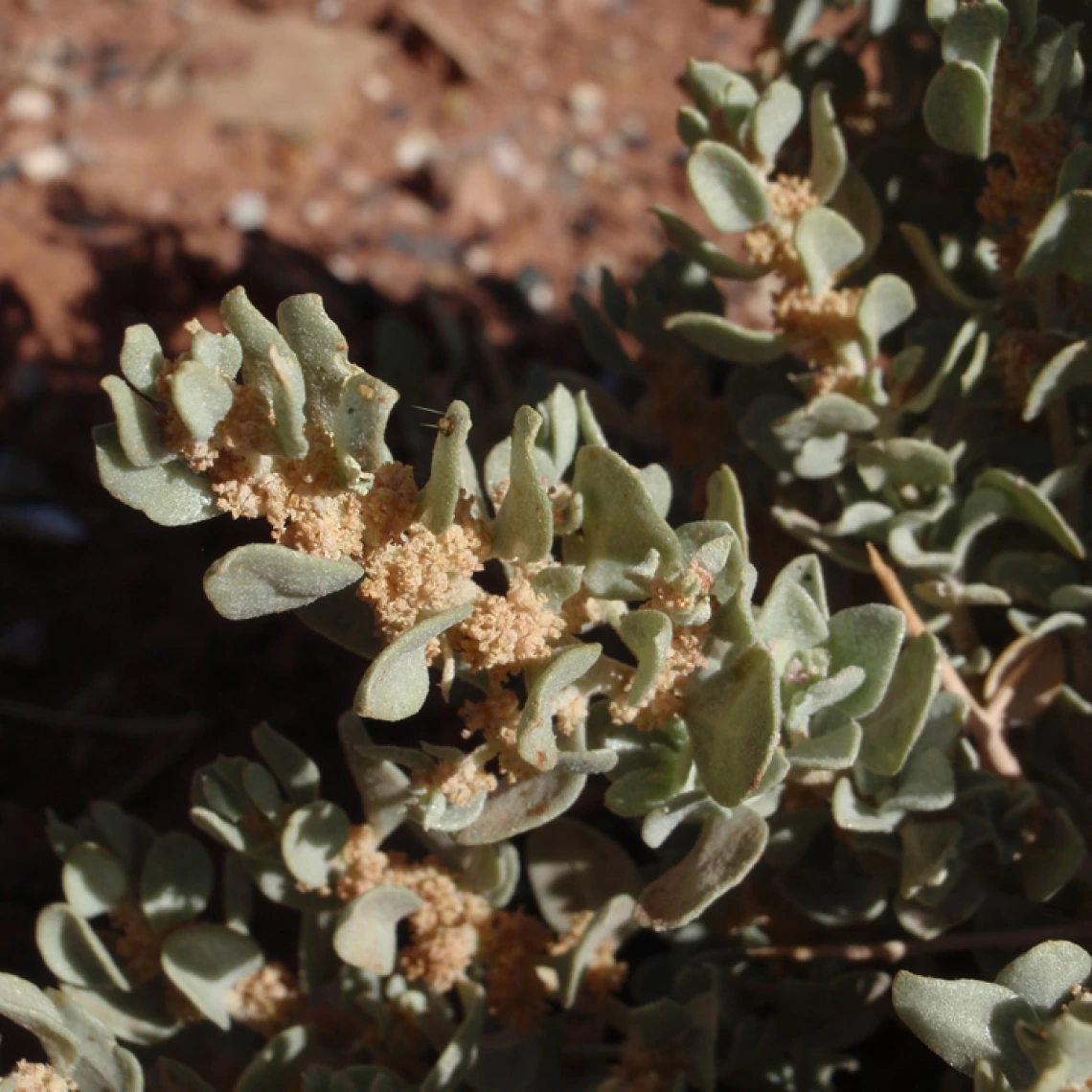 Atriplex confertifolia flowers 