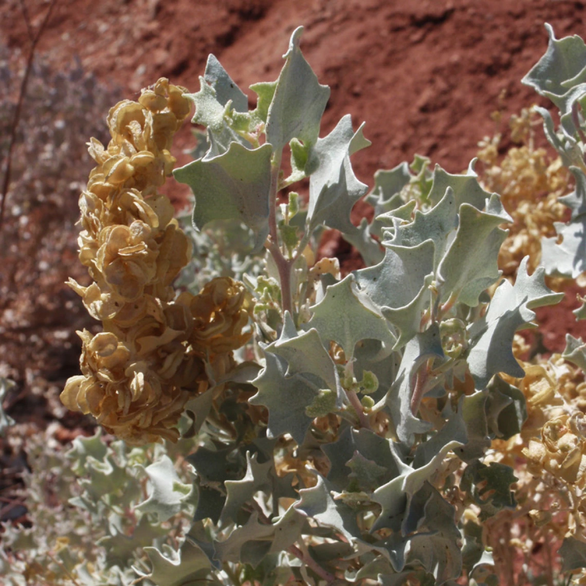 Atriplex hymenelytra 