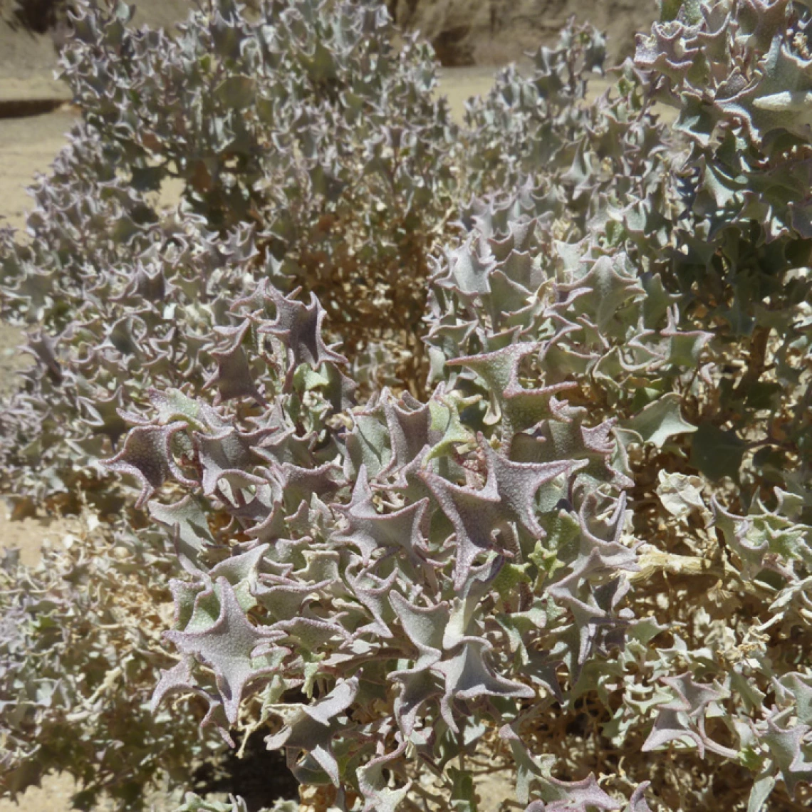 Atriplex hymenelytra leaves