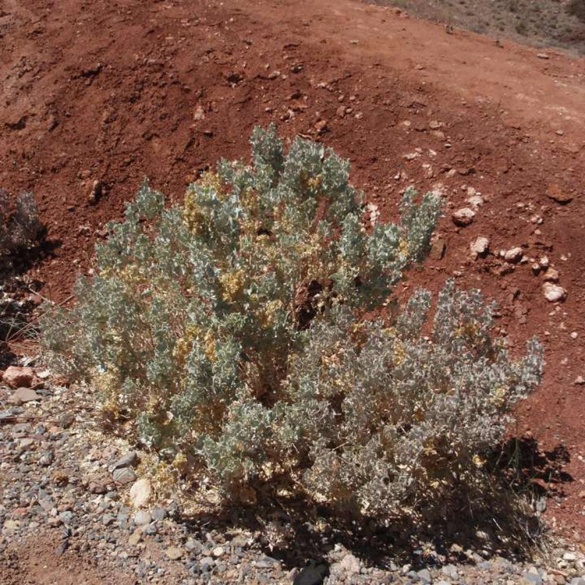 Atriplex hymenelytra