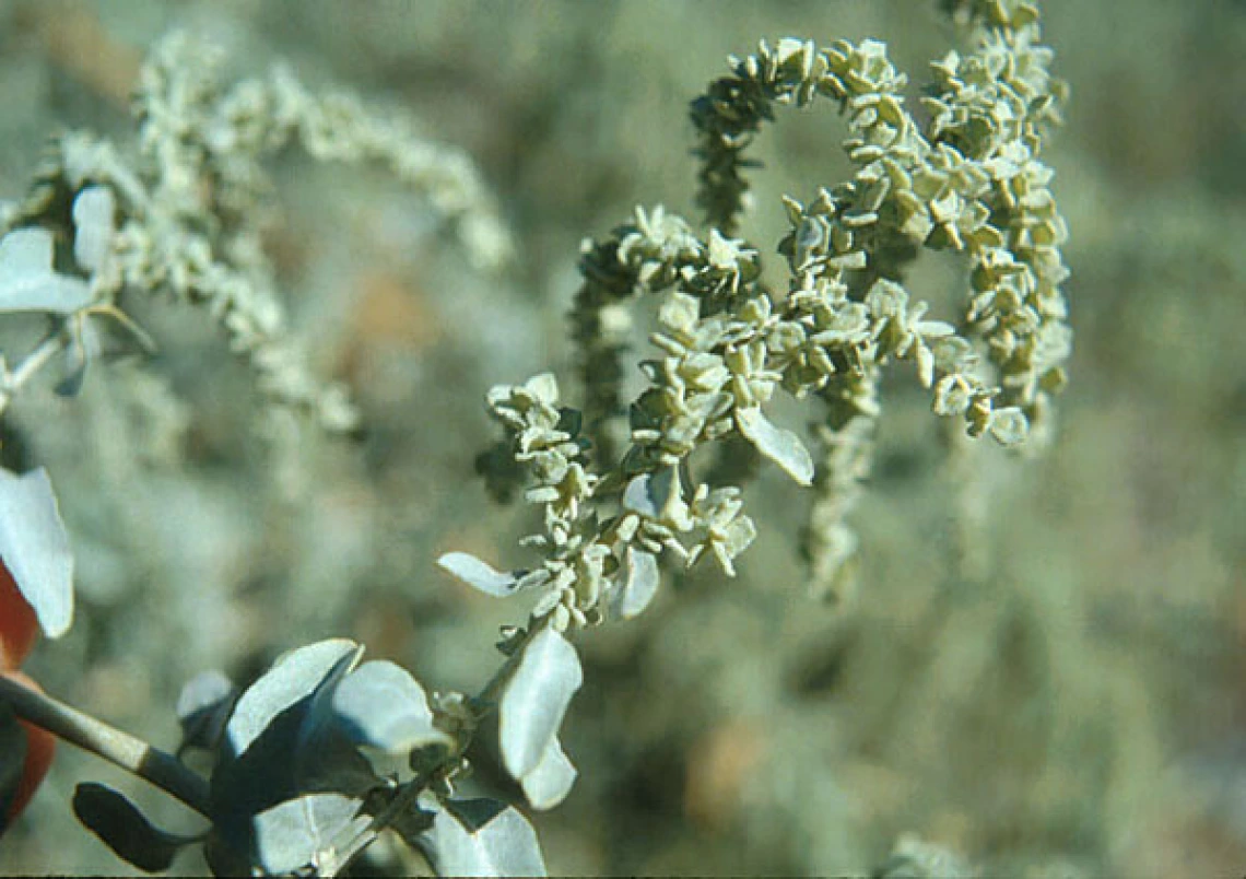 Atriplex lentiformis