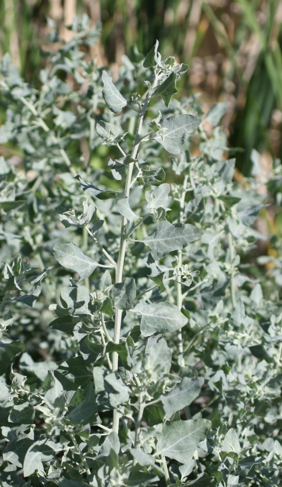 Atriplex lentiformis
