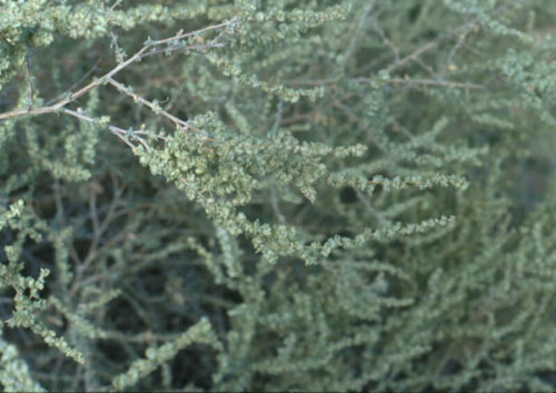 Atriplex polycarpa close up