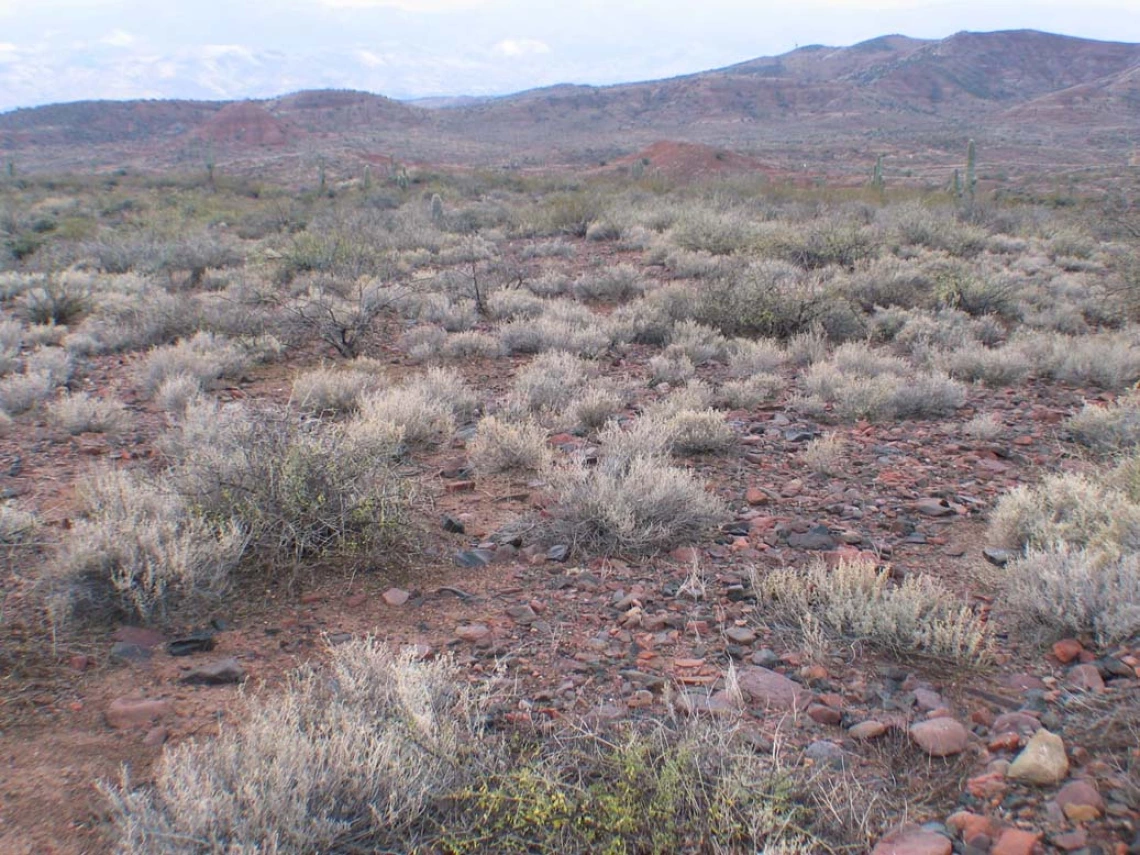 Atriplex polycarpa