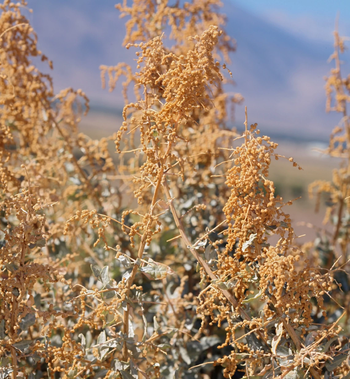 Atriplex torreyi