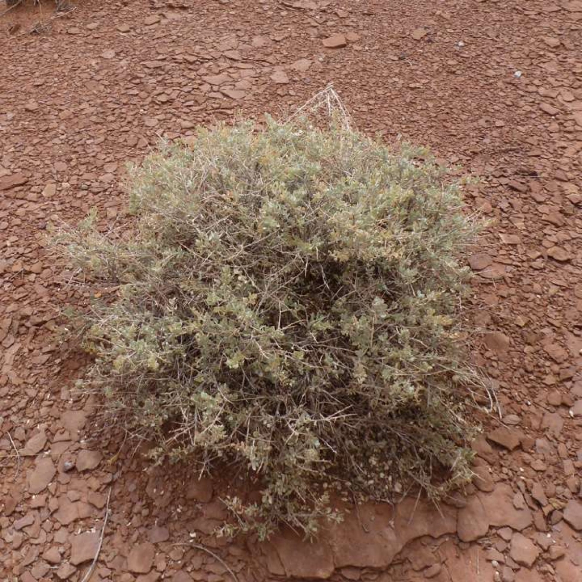  Atriplex confertifolia