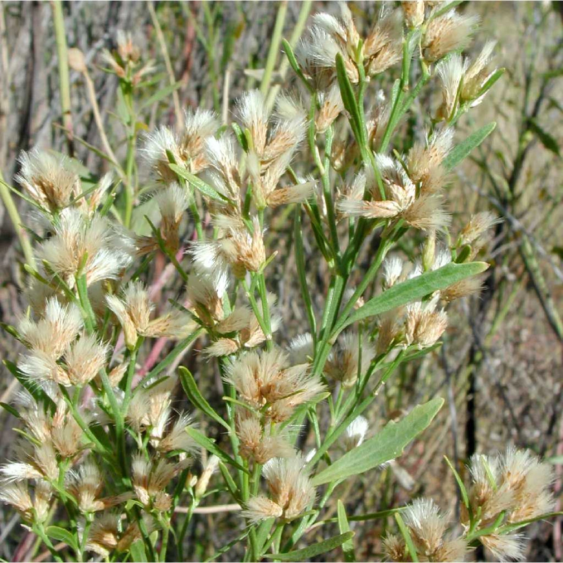 Baccharis emoryi