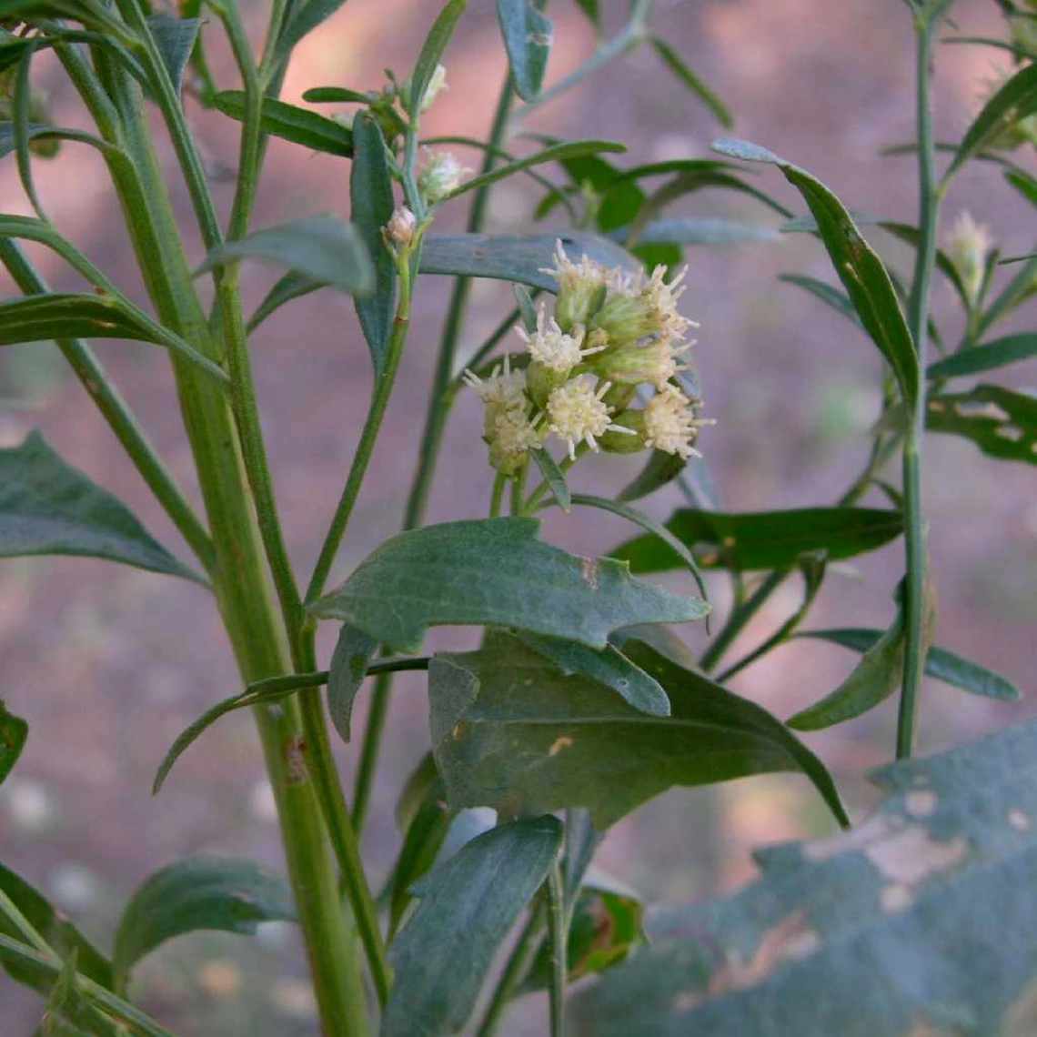 Baccharis emoryi