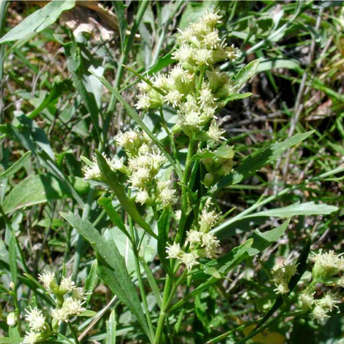 Baccharis emoryi