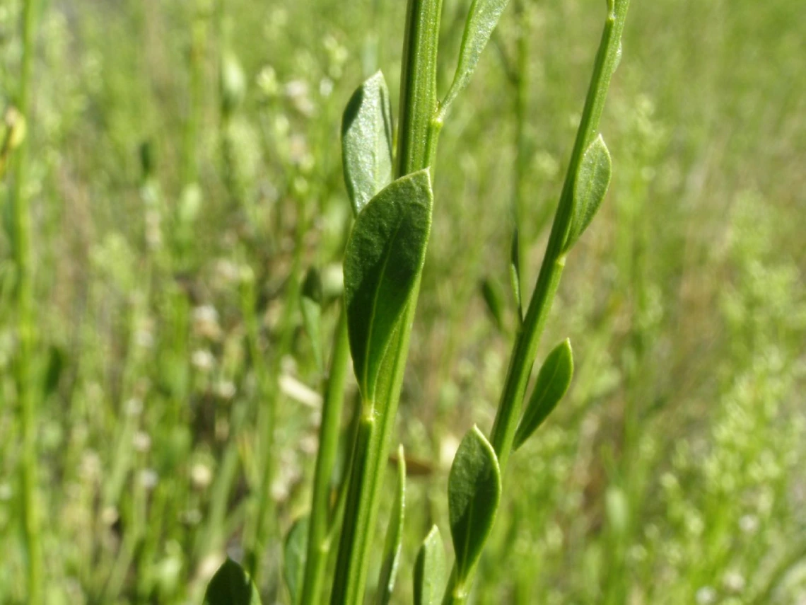 Baccharis sergiloides leaves