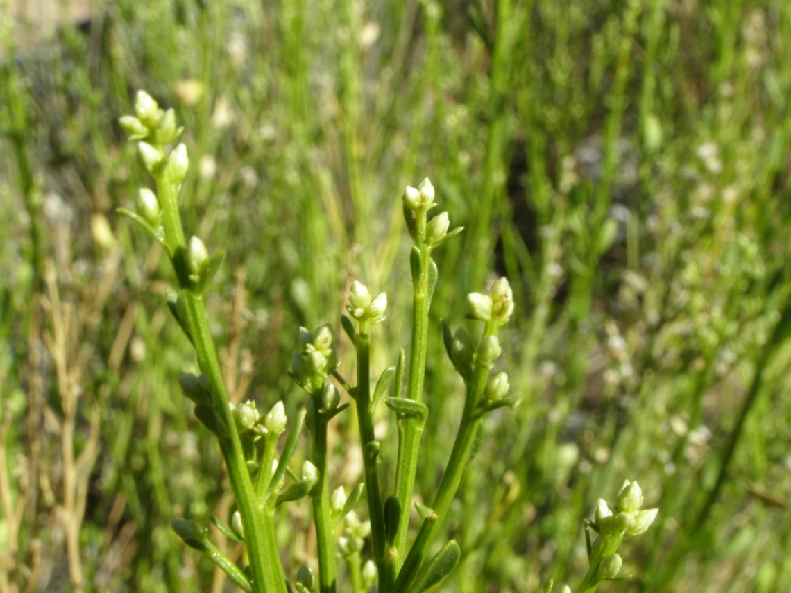 Baccharis sergiloides buds