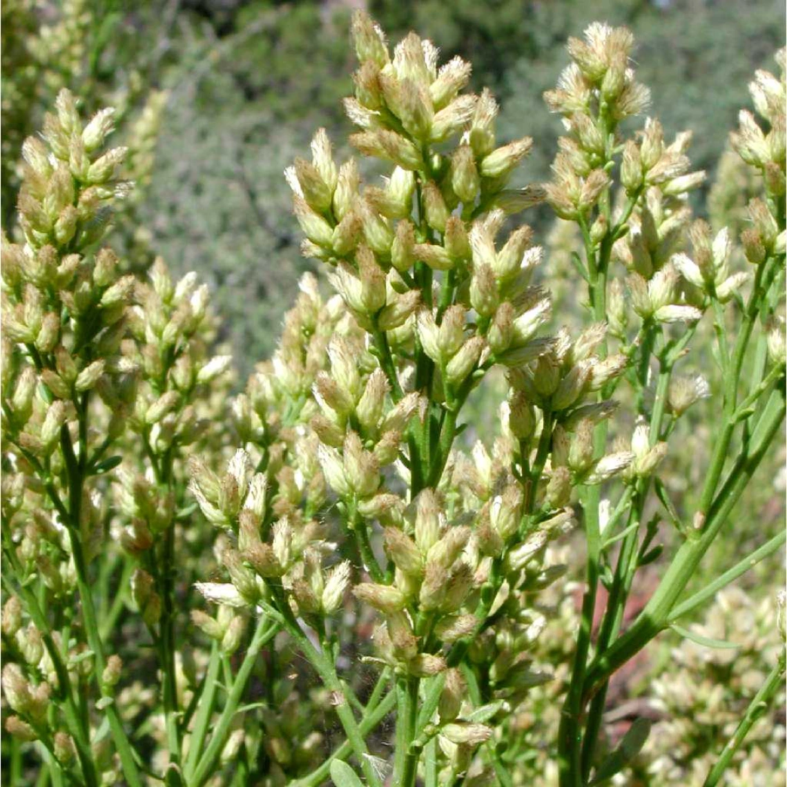 Baccharis sergiloides flowers