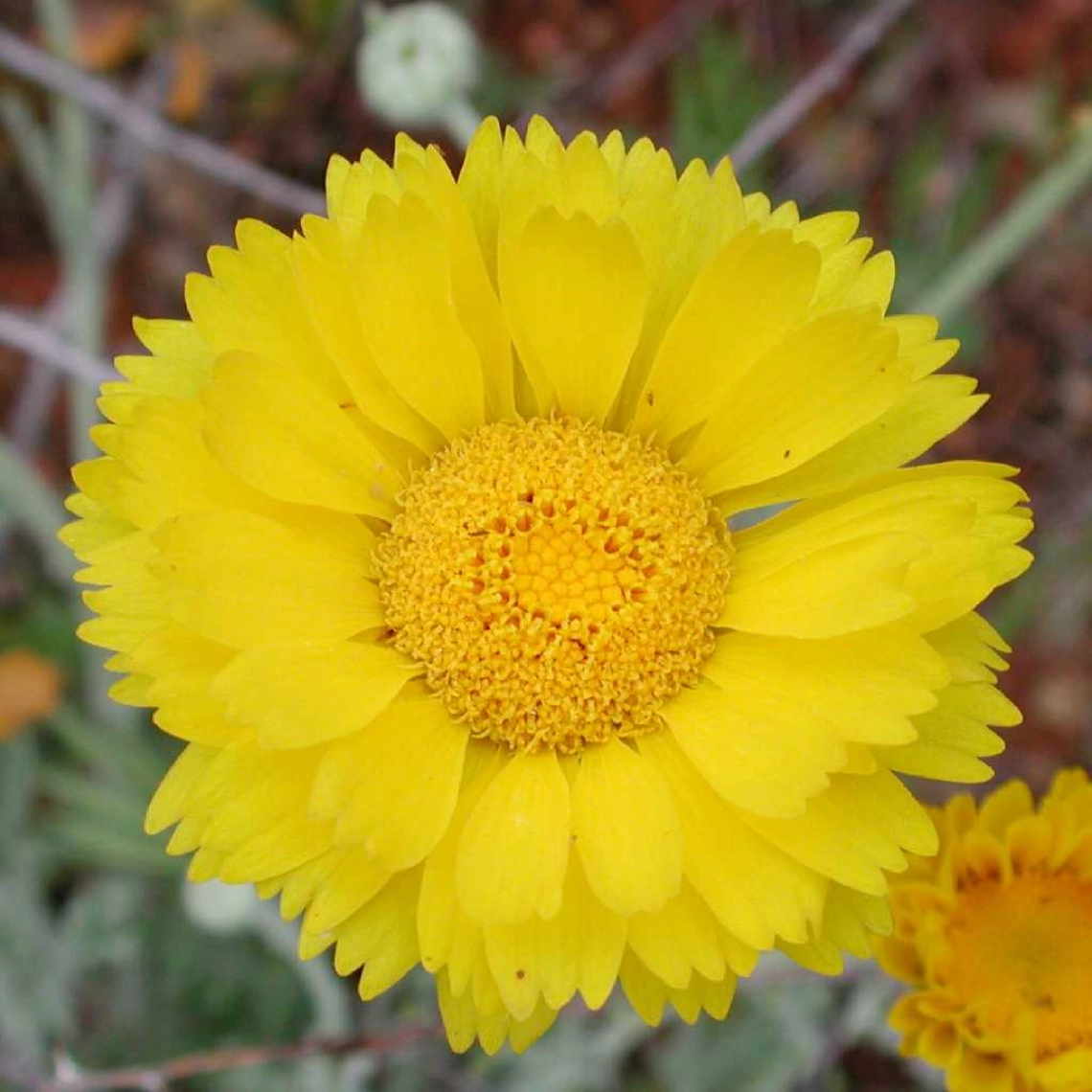 Baileya multiradiata flower 