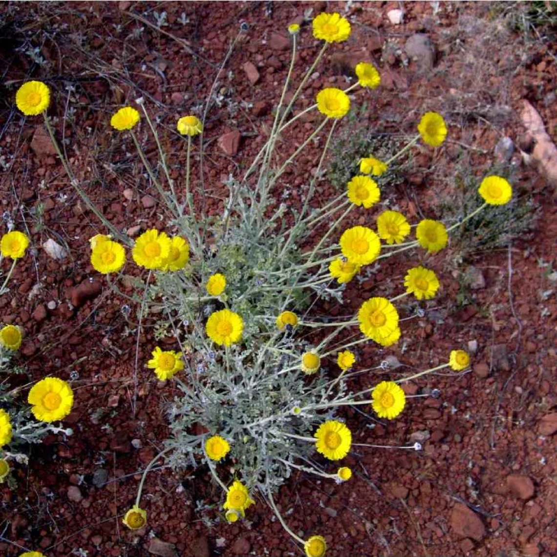 Baileya multiradiata 