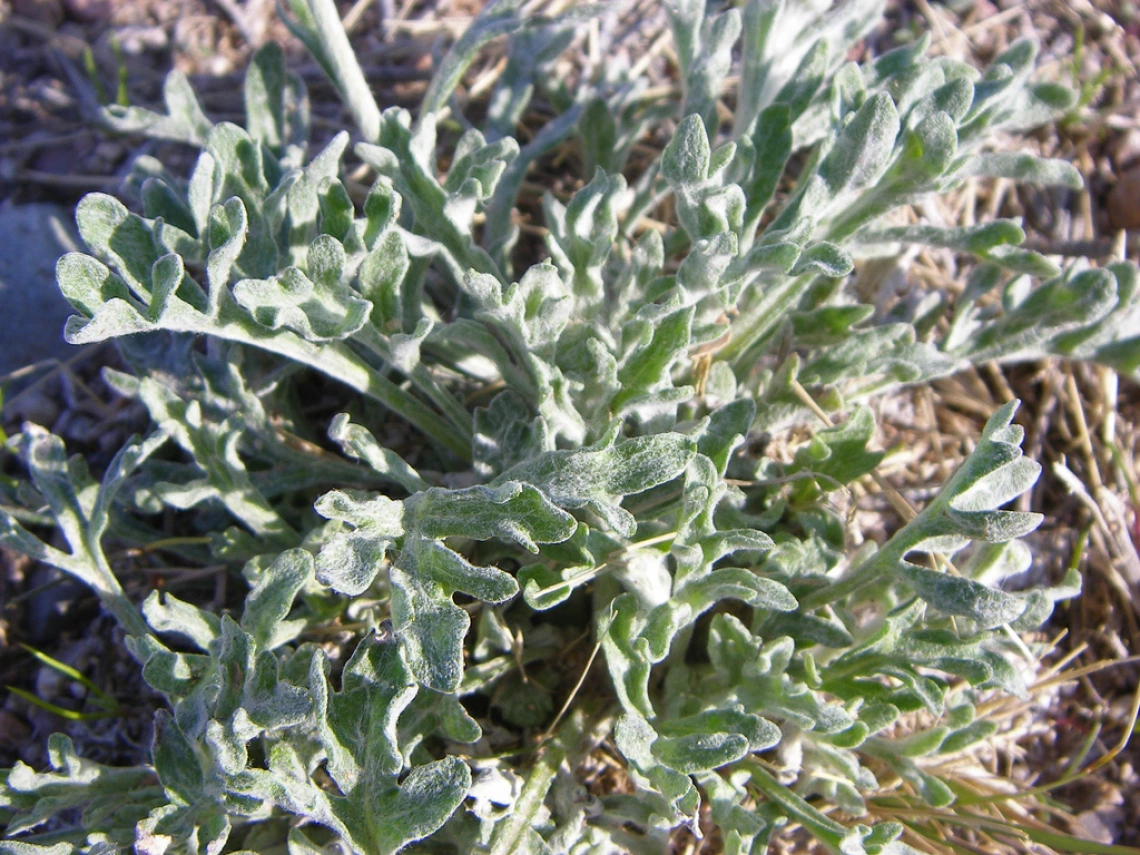 Baileya multiradiata