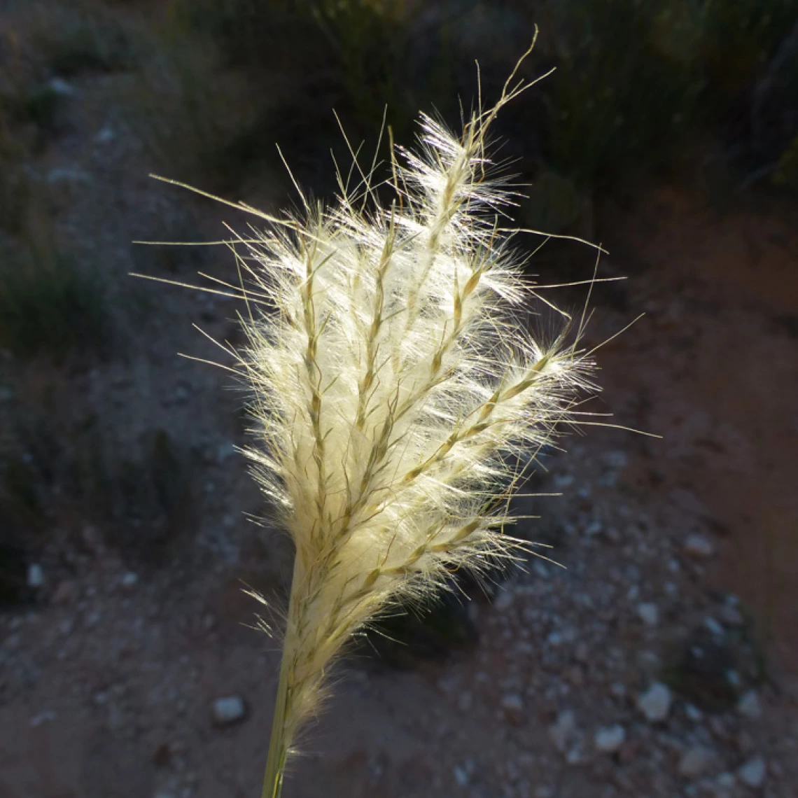 Bothriochloa barbinodis inflorescence 