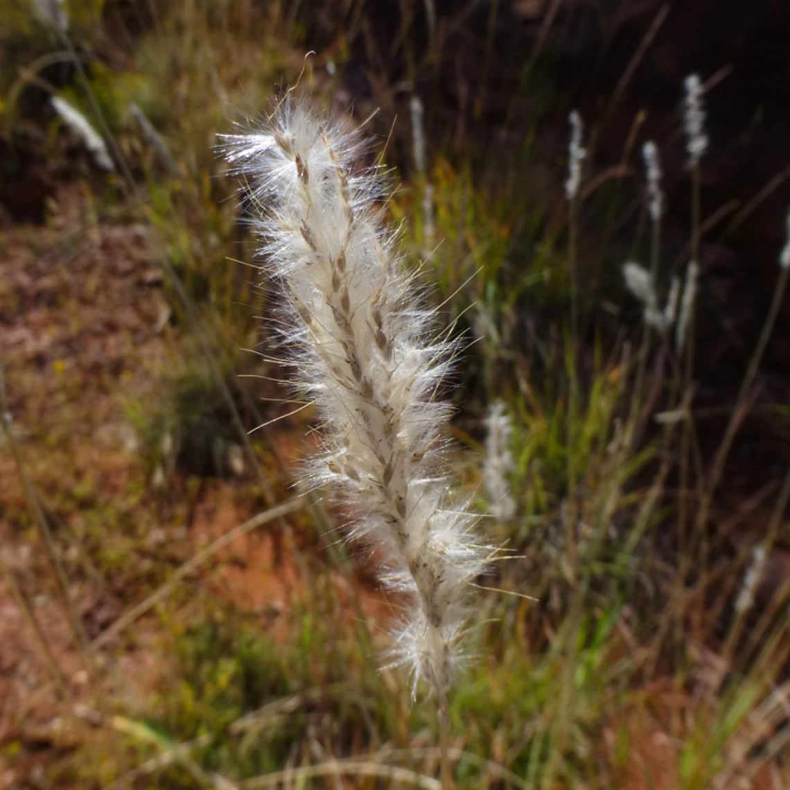 Bothriochloa barbinodis inflorescence 