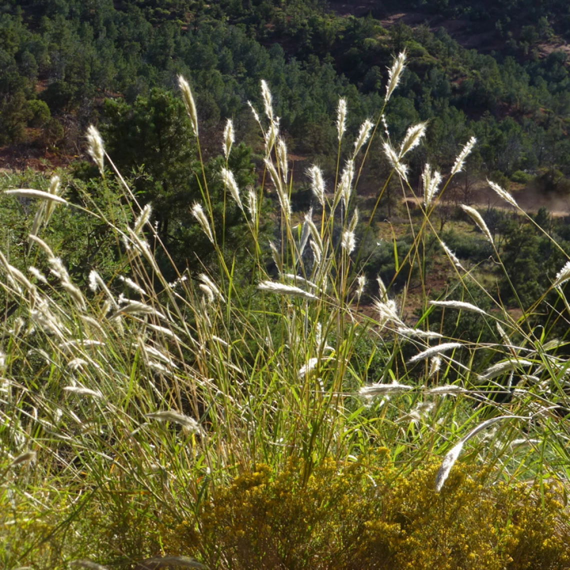 Bothriochloa barbinodis