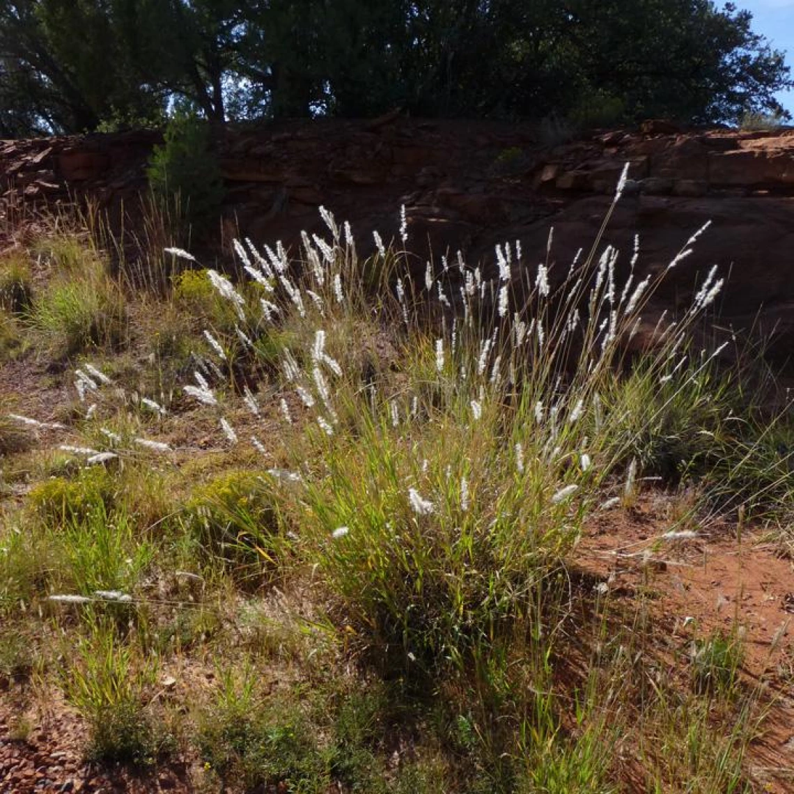 Bothriochloa barbinodis