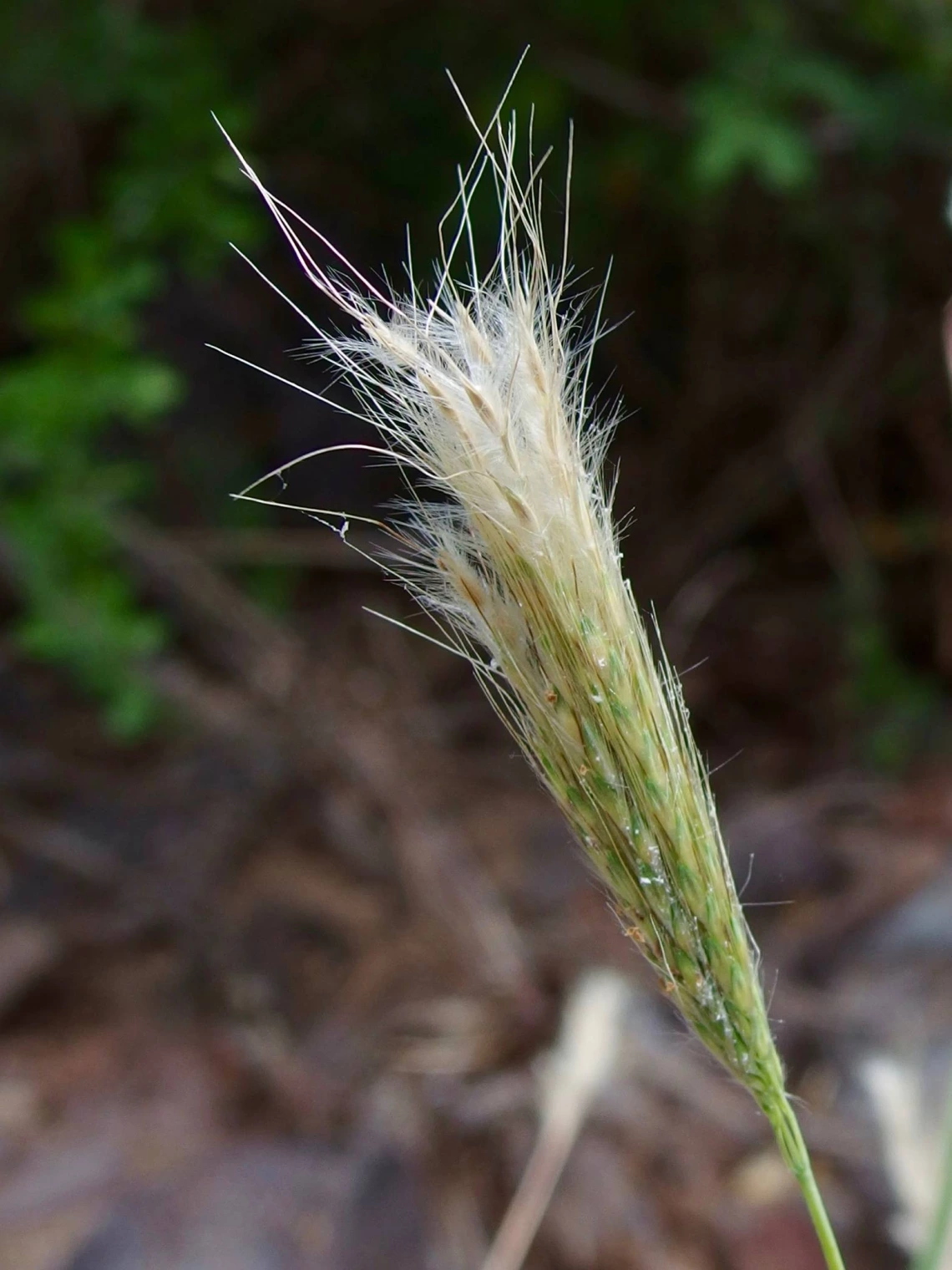 Bothriochloa barbinodis inflorescence 