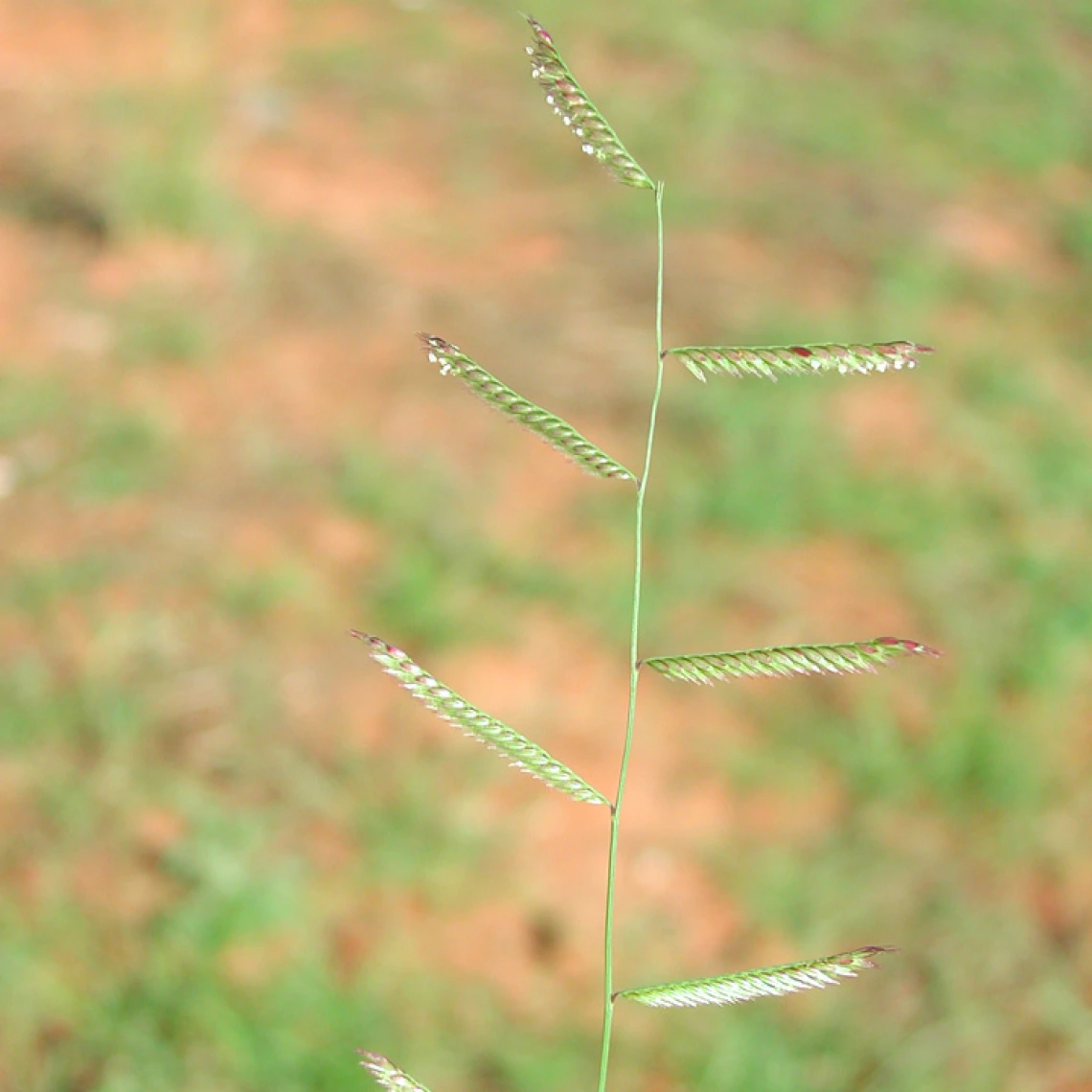 Bouteloua barbata seed heads
