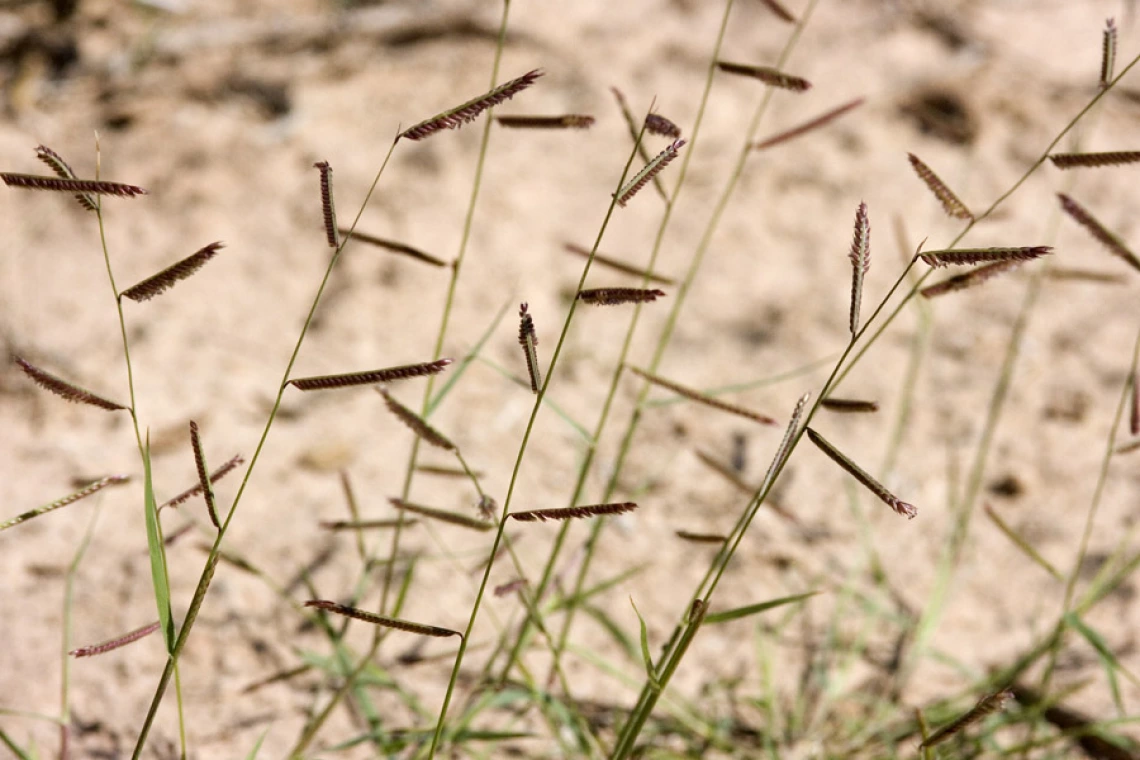 Bouteloua barbata seed heads