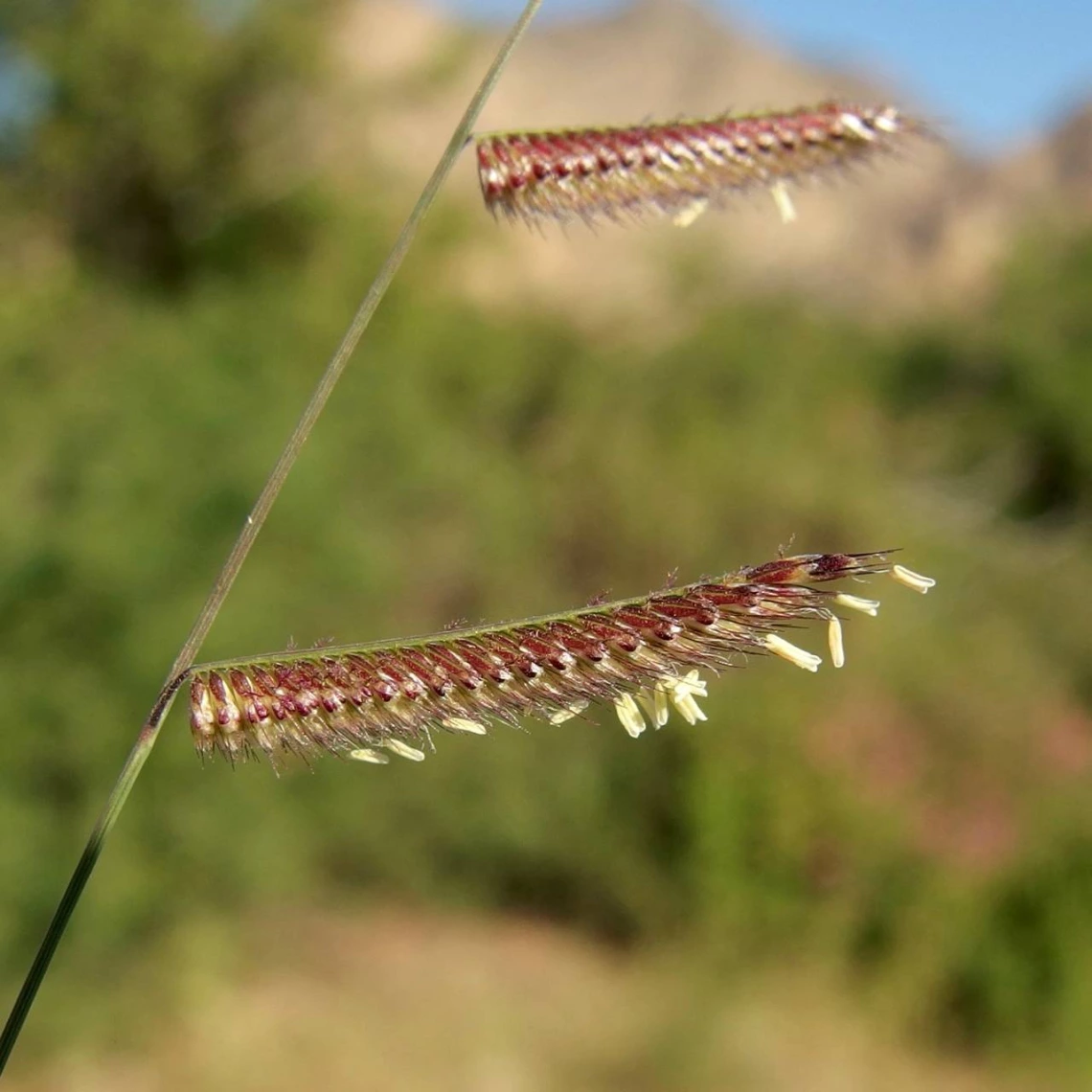 Bouteloua barbata inflorescence 