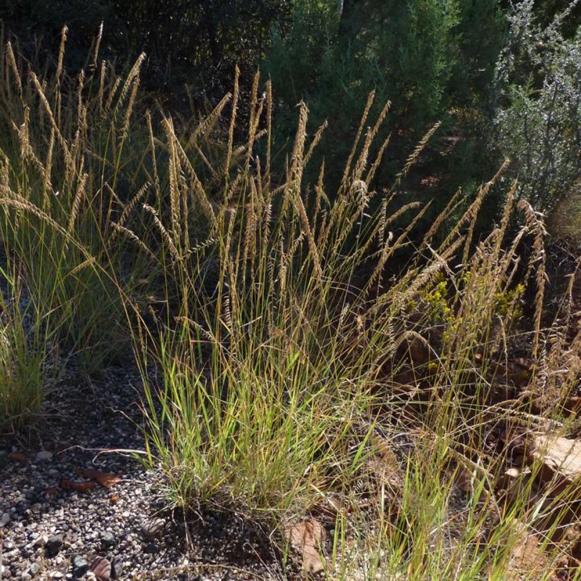 Bouteloua curtipendula