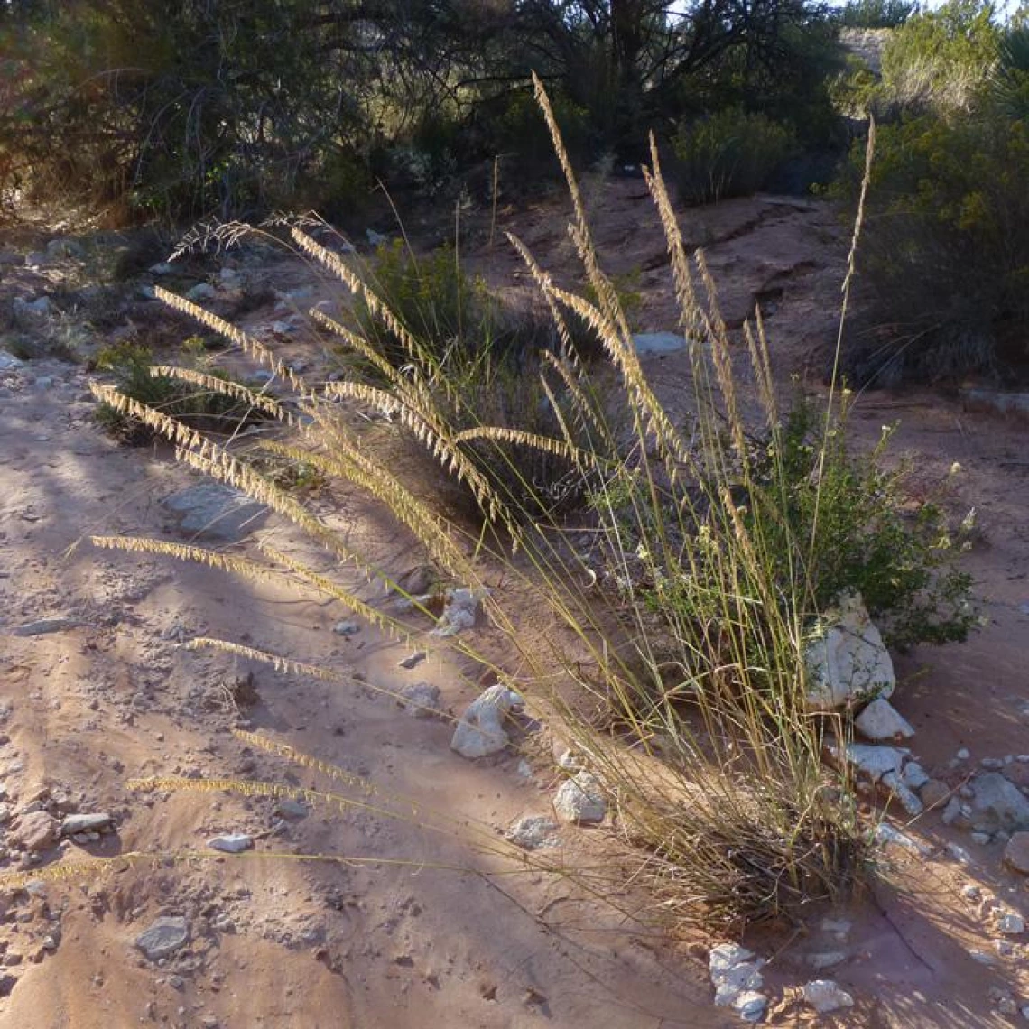 Bouteloua curtipendula