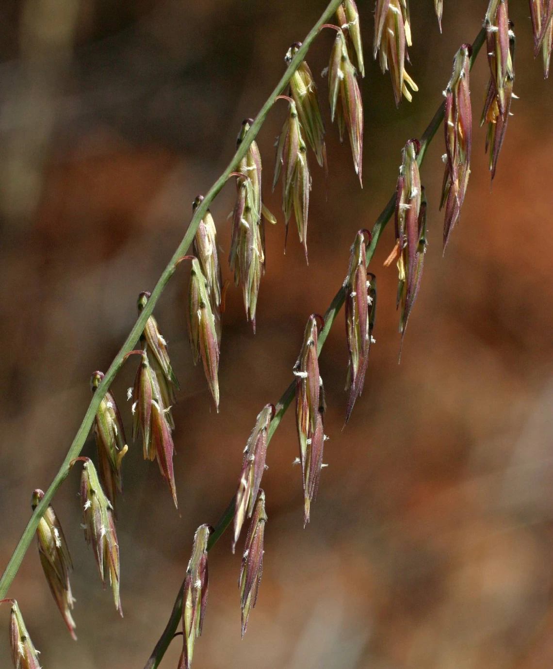Bouteloua curtipendula inflorescence 