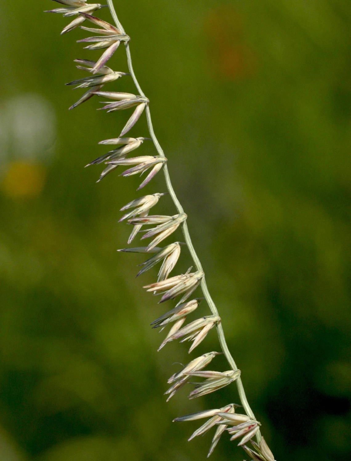 Bouteloua curtipendula seed head