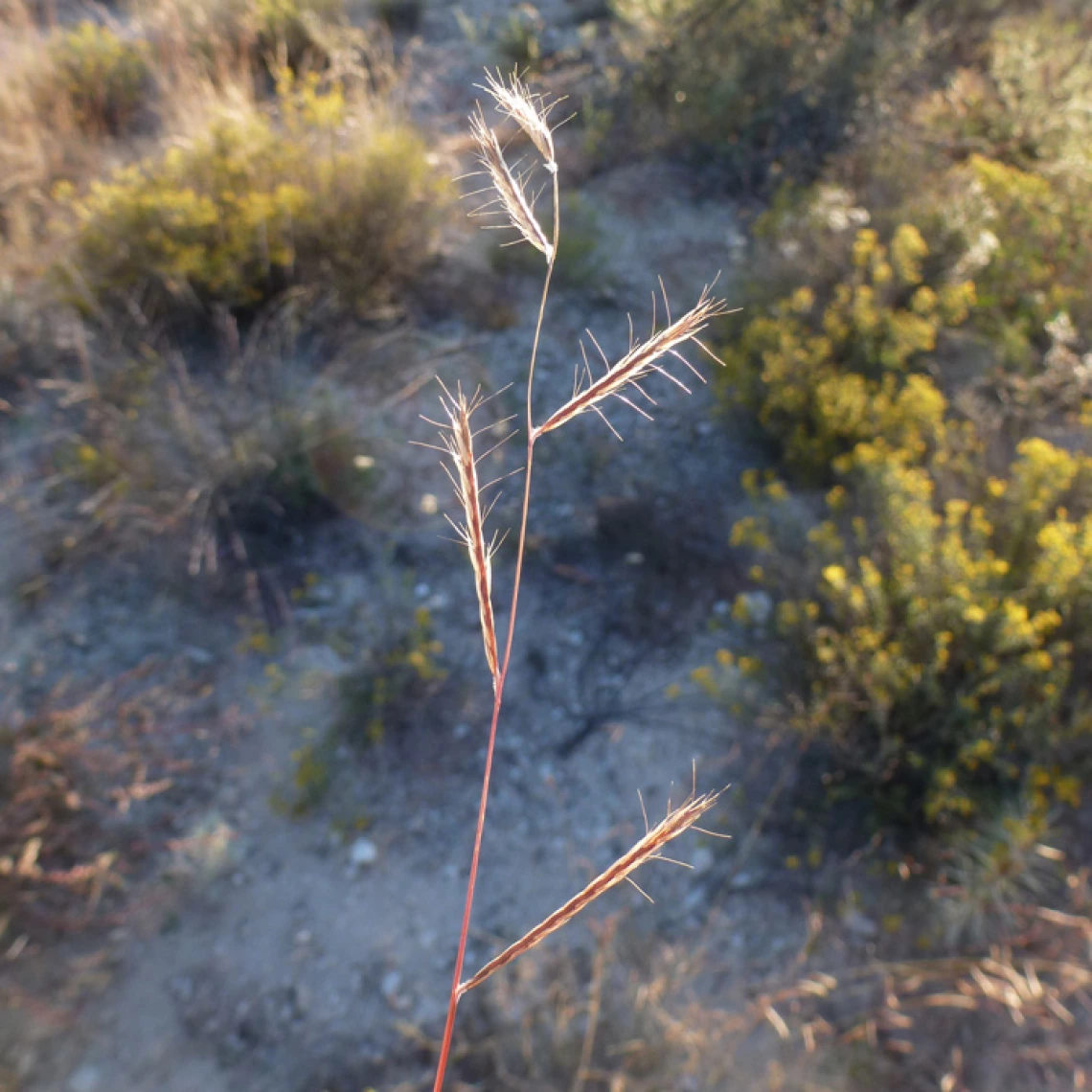 Bouteloua eriopoda seed head