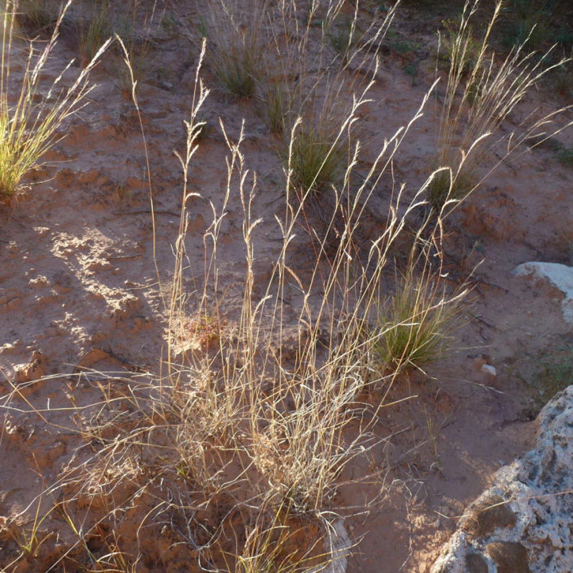 Bouteloua eriopoda