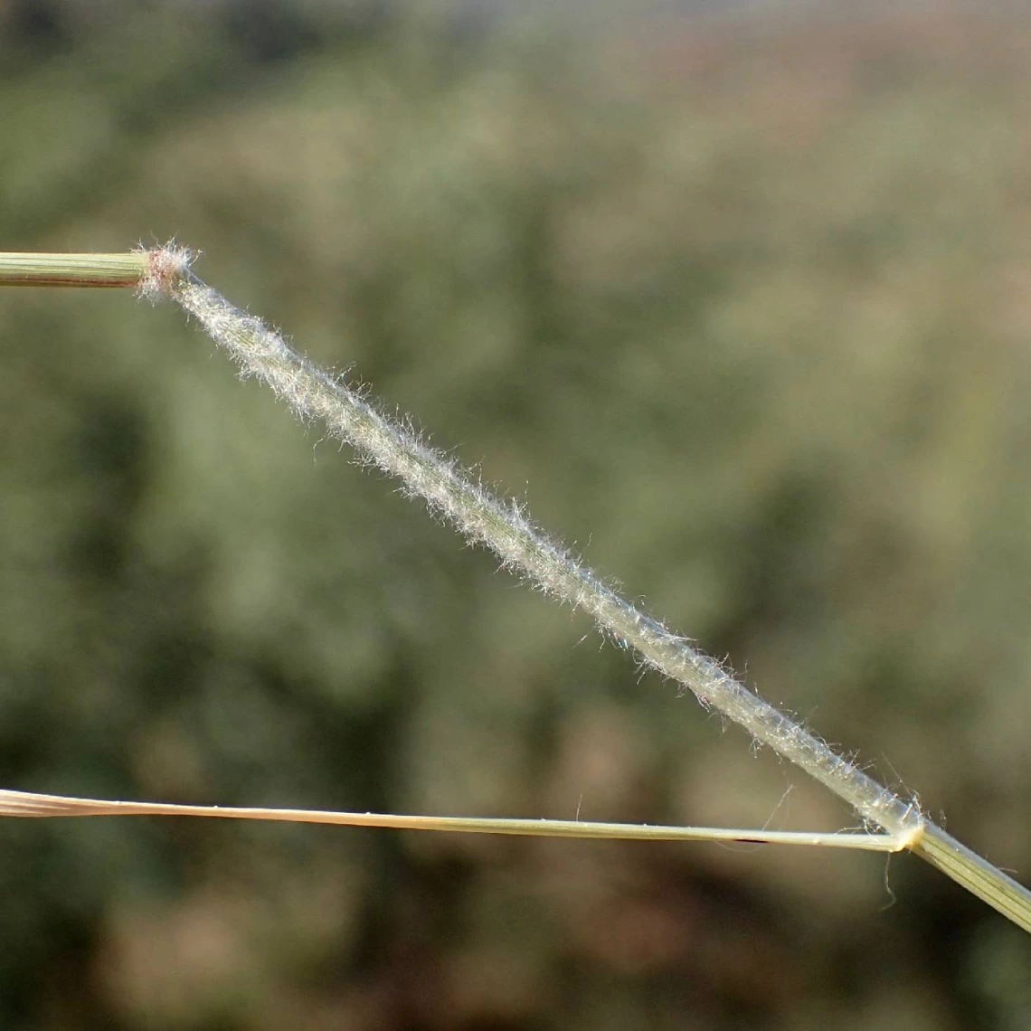 Bouteloua eriopoda pilose internode 