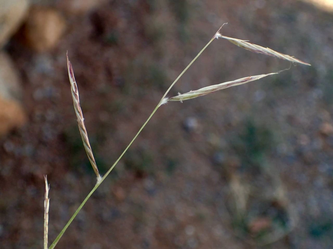 Bouteloua eriopoda inflorescence