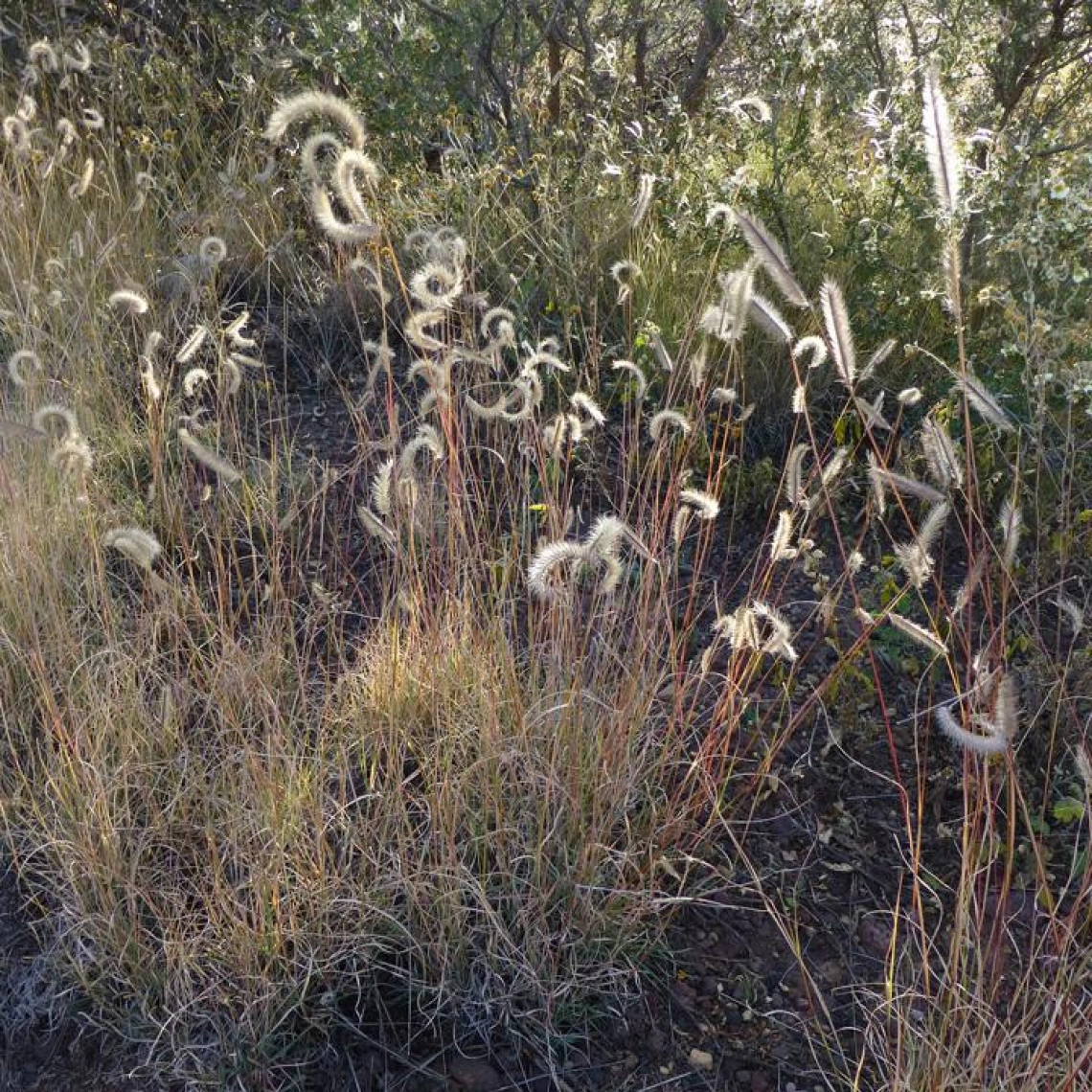 Bouteloua gracilis