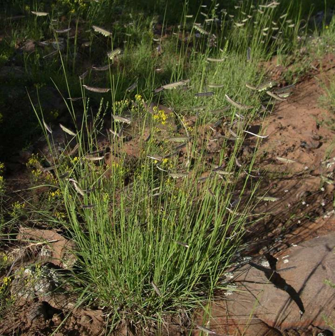 Bouteloua gracilis