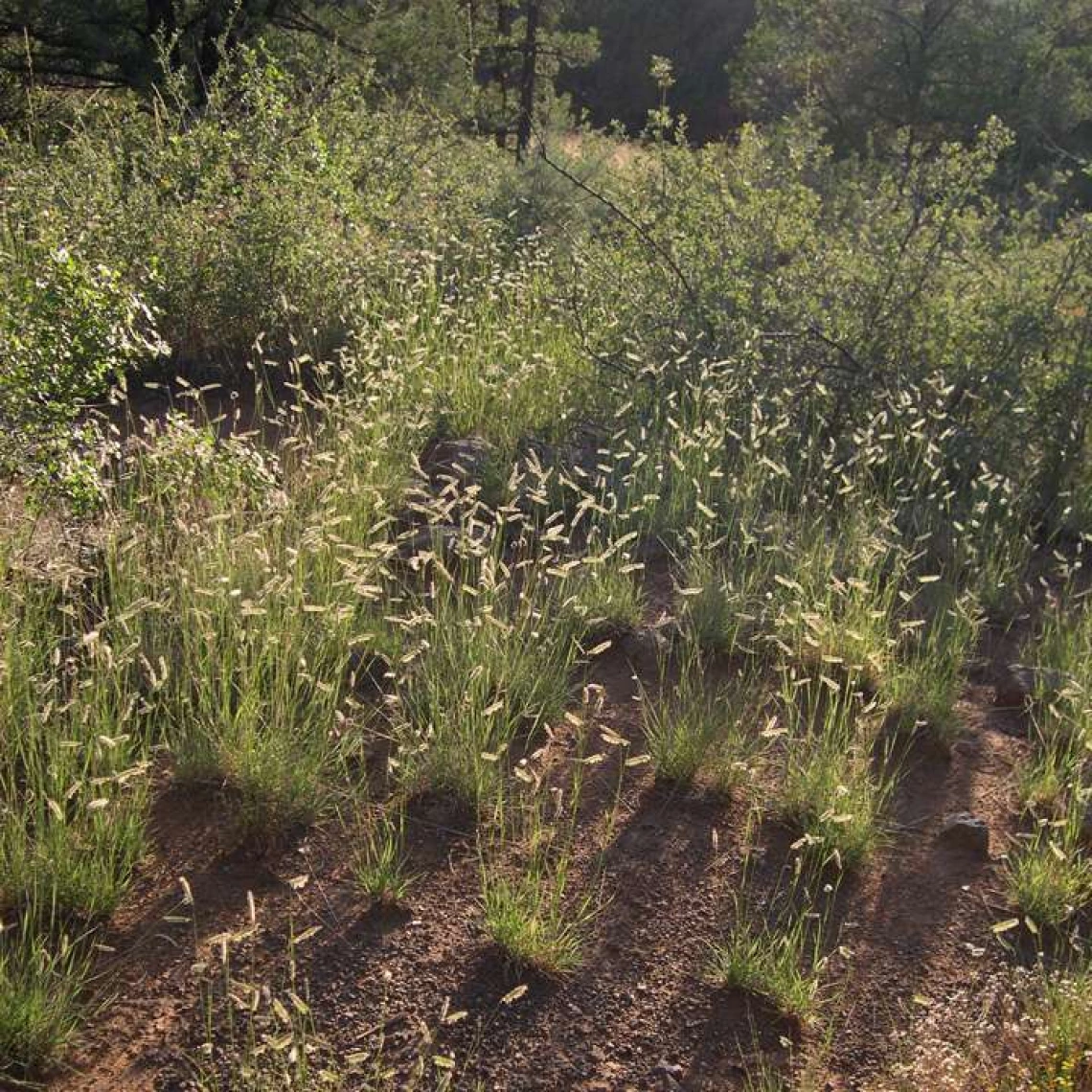 Bouteloua gracilis