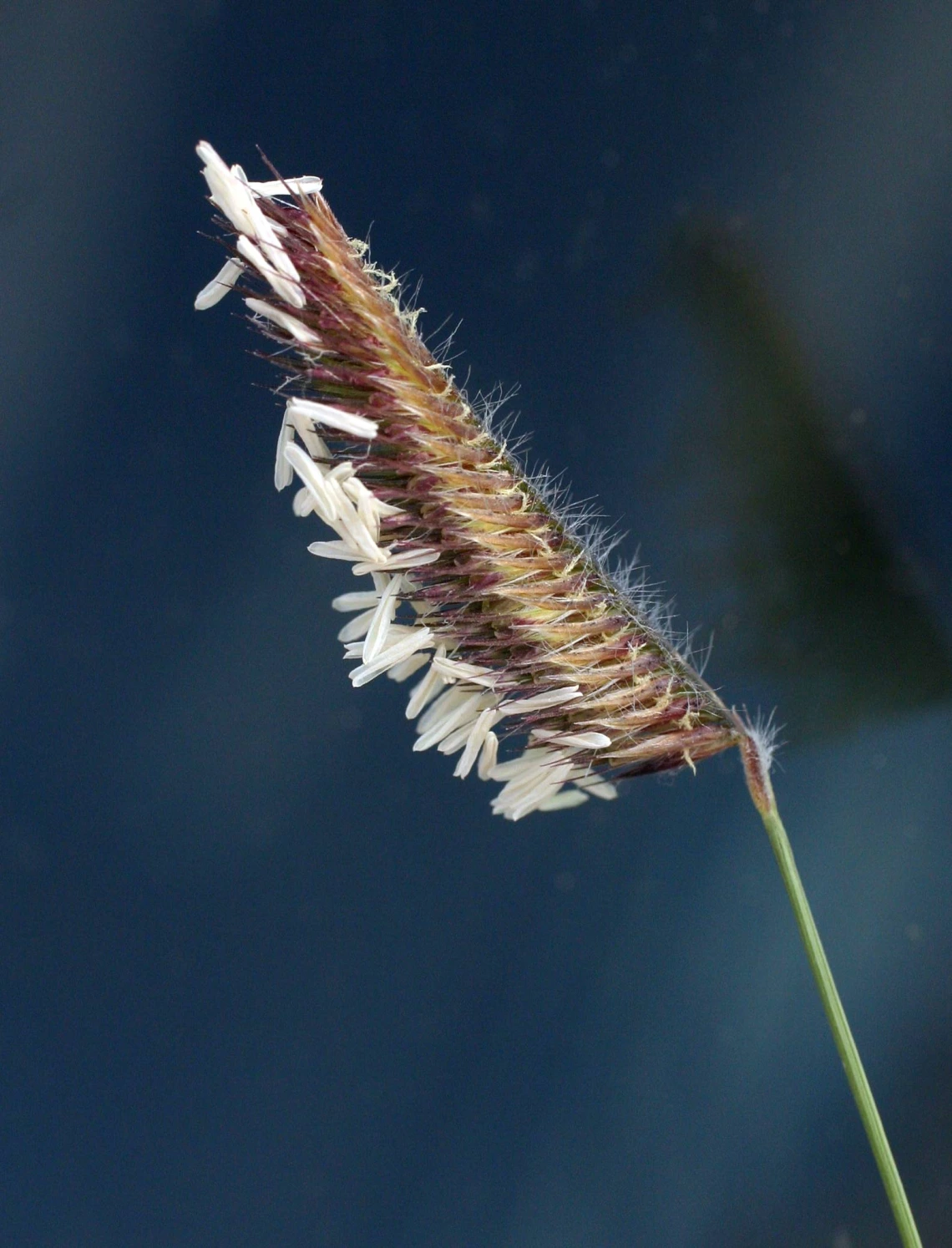 Bouteloua gracilis inflorescence
