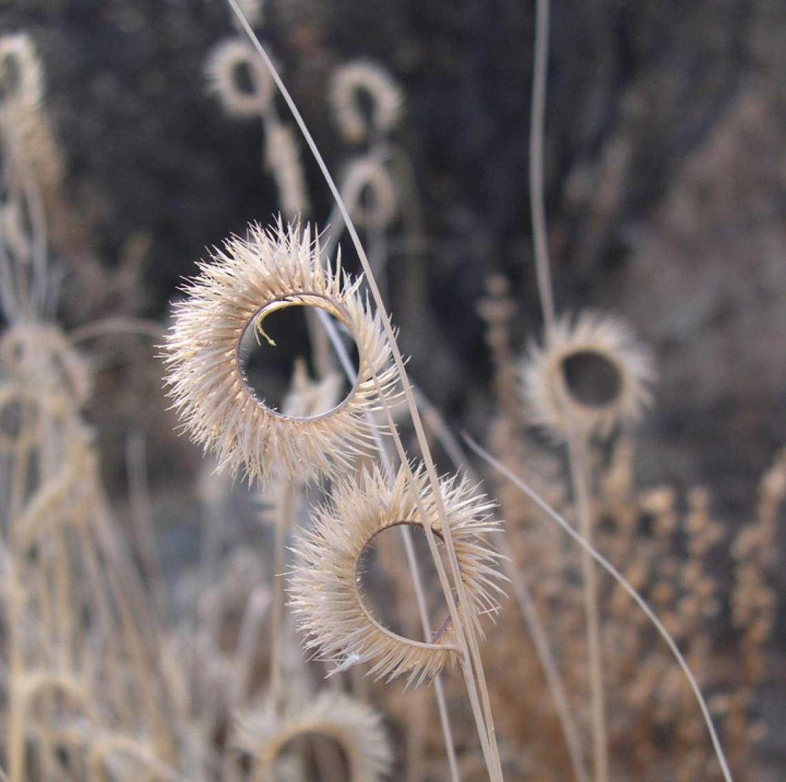 Bouteloua gracilis seed head