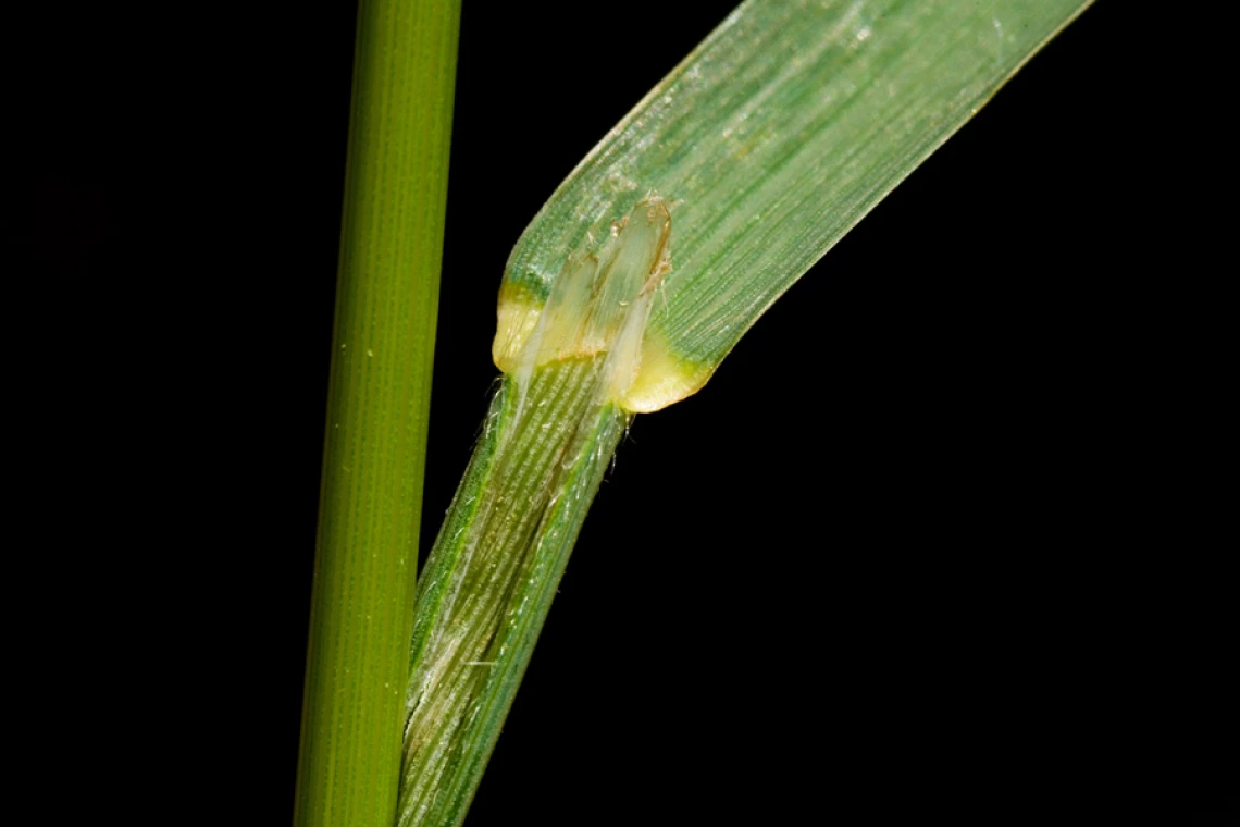 Bromus carinatus 