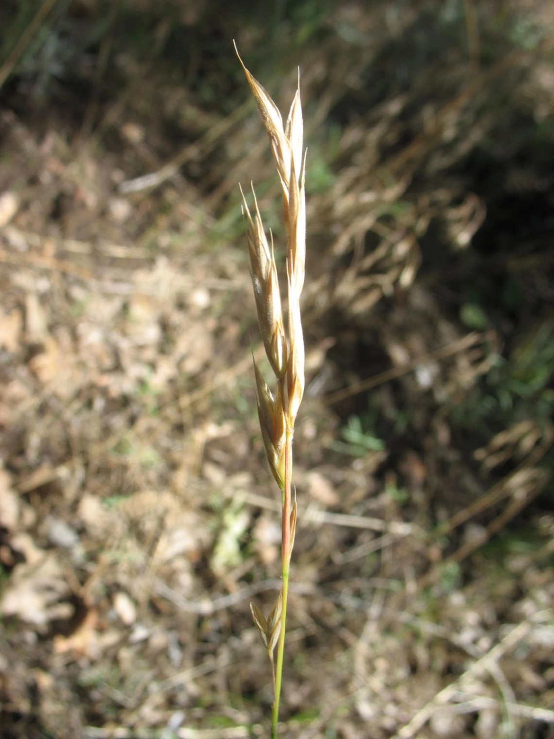Bromus carinatus