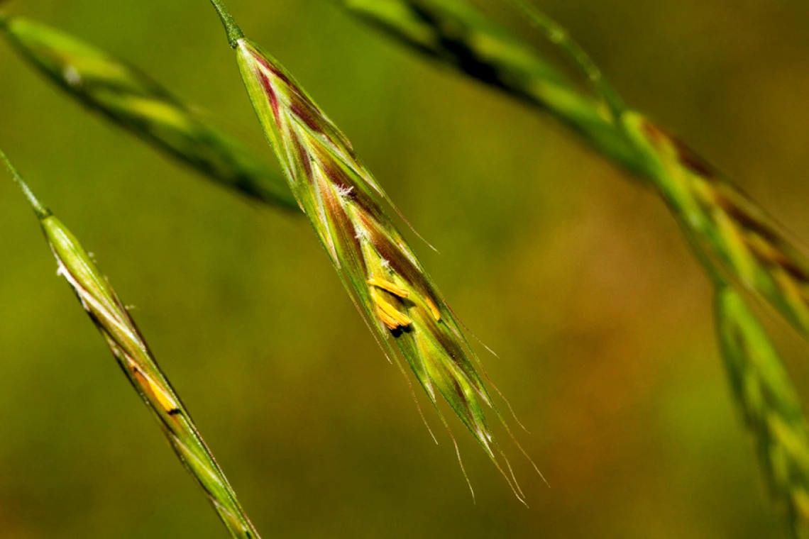 Bromus carinatus