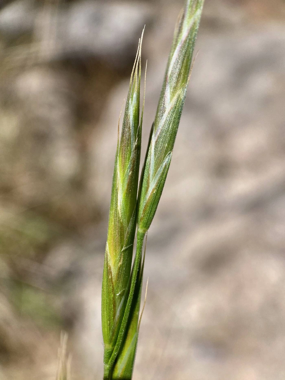Bromus carinatus