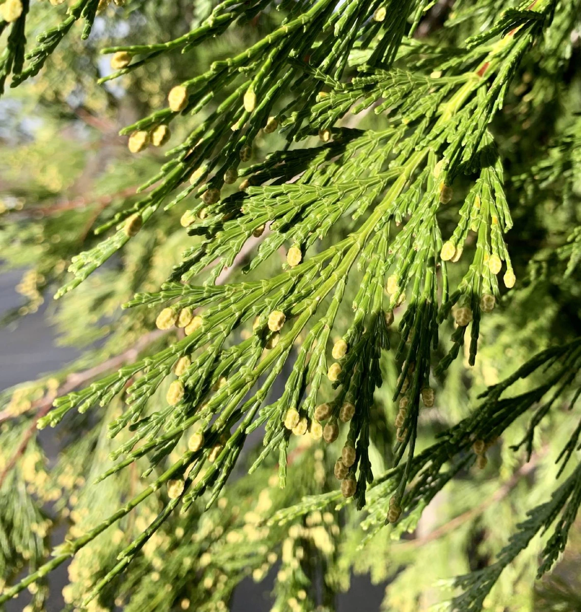 Calocedrus decurrens