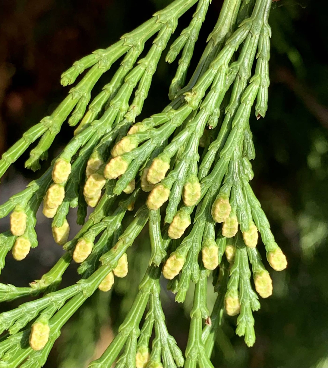 Calocedrus decurrens
