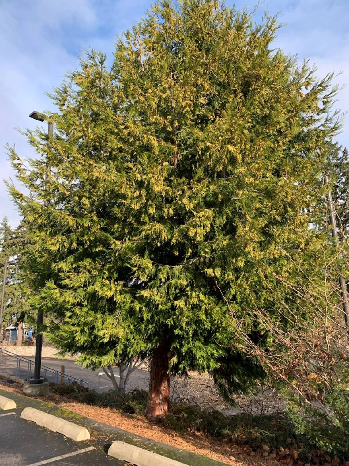 Calocedrus decurrens