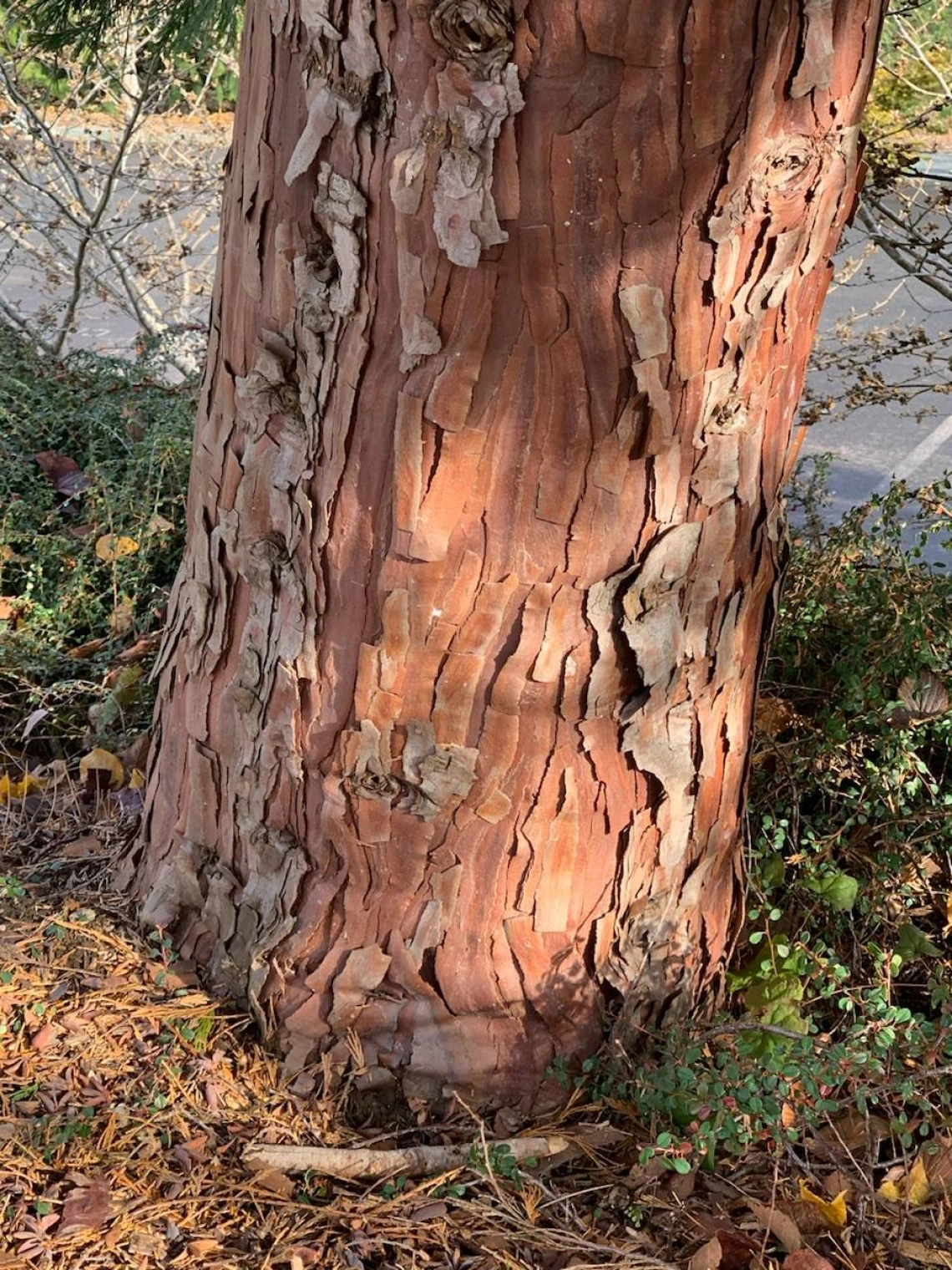 Calocedrus decurrens trunk